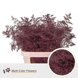 Limonium Beltlaard Bordeaux – 90cm