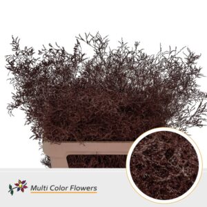 Limonium Beltlaard Bordeaux – 70cm