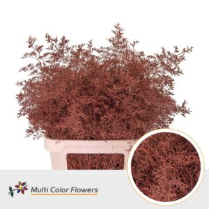 Limonium Beltlaard Bruin – 90cm