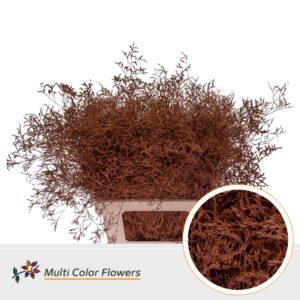 Limonium Beltlaard Bruin – 70cm