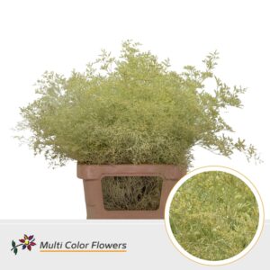 Limonium Beltlaard Caramel – 70cm