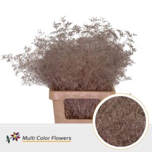 Limonium Beltlaard Champagne – 70cm