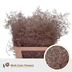 Limonium Beltlaard Champagne – 90cm
