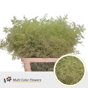 Limonium Beltlaard Creme – 90cm