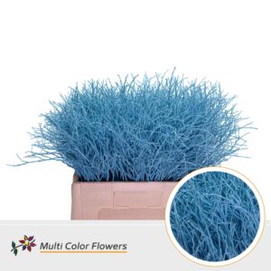 Heidelbeer Blauw licht – 60cm