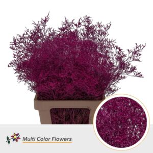 Limonium Beltlaard Erica – 70cm