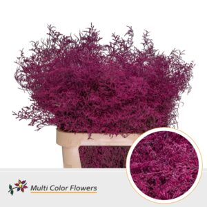 Limonium Beltlaard Erica – 90cm