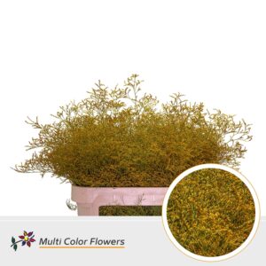 Limonium Beltlaard Geel Oker – 70cm