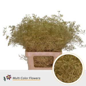 Limonium Beltlaard Goud – 70cm