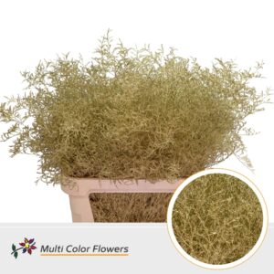 Limonium Beltlaard Goud – 90cm