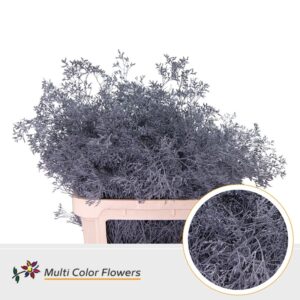 Limonium Beltlaard Grijs – 90cm