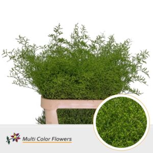 Limonium Beltlaard Groen Appel – 90cm