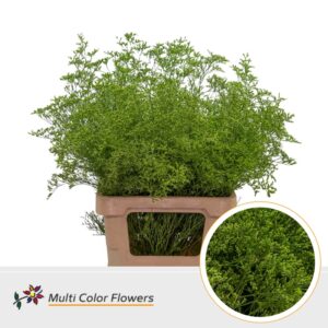 Limonium Beltlaard Groen Appel – 70cm